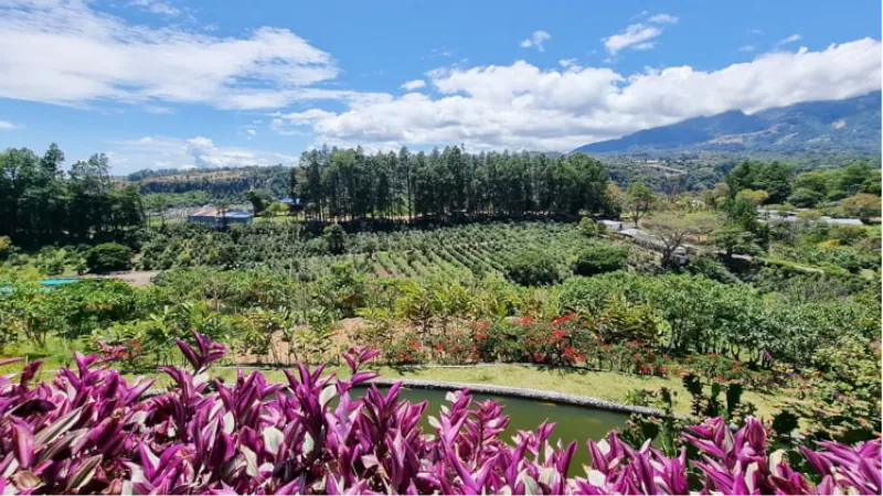 Panama, Boquete, panoramic view of the valley with coffee plantation