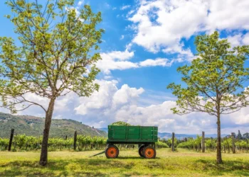 Green Wagon And Vineyard in the Boyacá Department, Colombia