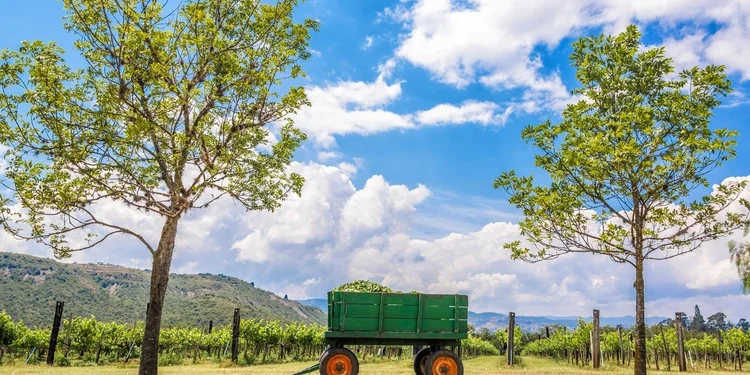 Green Wagon And Vineyard in the Boyacá Department, Colombia