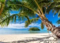 Palm trees in a tropical island in the Pacific.