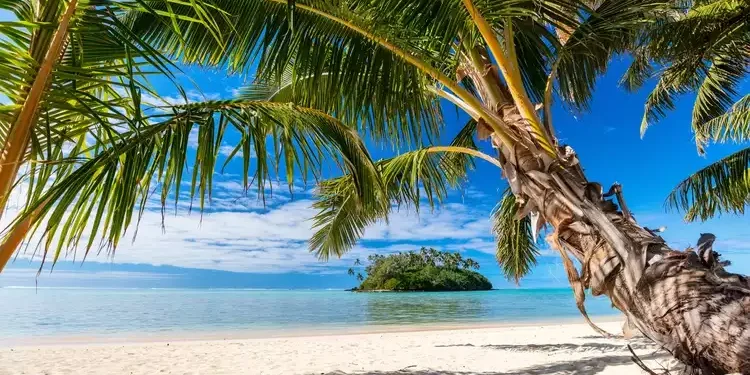 Palm trees in a tropical island in the Pacific.