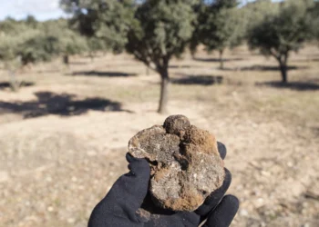 Hunter Of Wild Truffles With One In His Hand In Teruel Aragon Spain