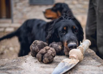 Black truffles recently recollected and two dogs at the background. truffles investment