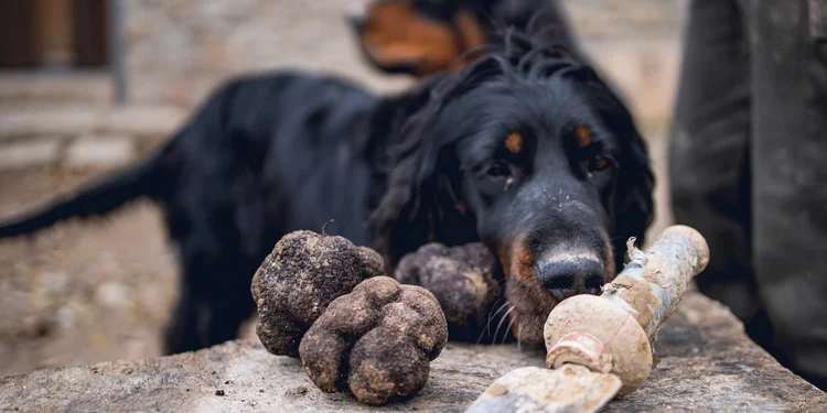 Black truffles recently recollected and two dogs at the background. truffles investment