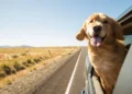 Golden Retriever Dog on a road trip. move overseas