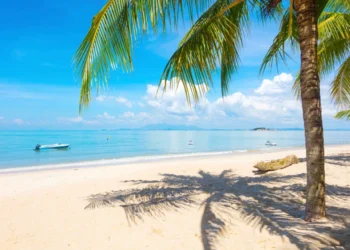 Palm tree at beach in Penang Malaysia