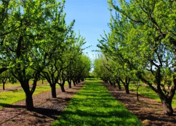 Orchard in the spring before almond blossoms.