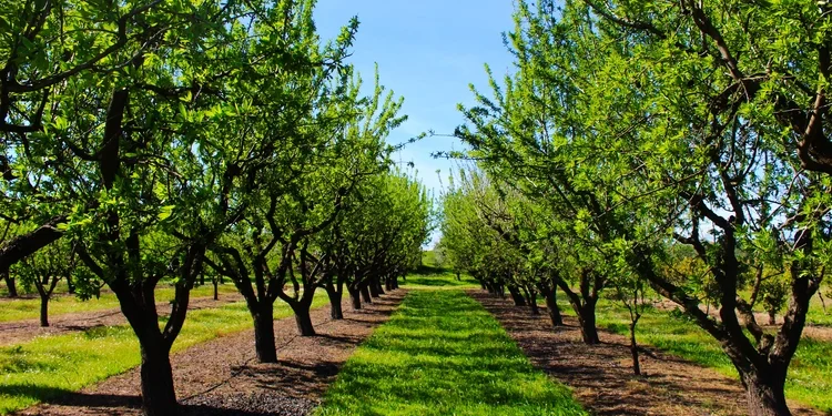 Orchard in the spring before almond blossoms.