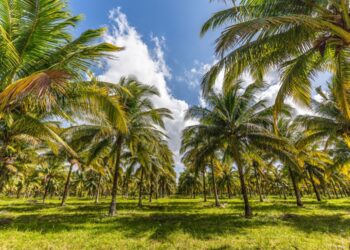 Road trip through the wonderful Belize.