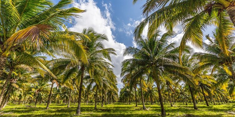 Road trip through the wonderful Belize.