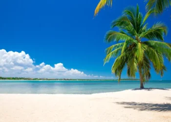 Blue skies, a single palm tree, and tropical beach Live Bigger, Better, Safer, Richer