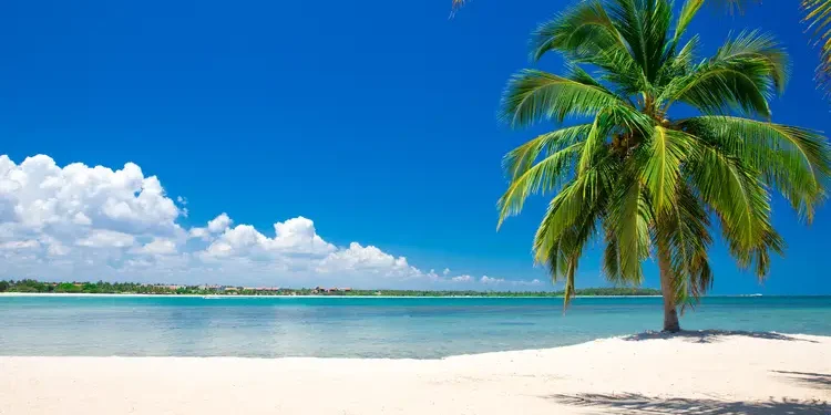 Blue skies, a single palm tree, and tropical beach Live Bigger, Better, Safer, Richer