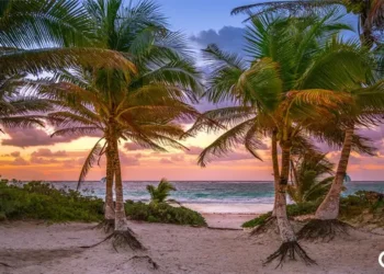 palm trees on the beach at sunset. Mexico Guide Tulum Mexico Buying Property In Mexico