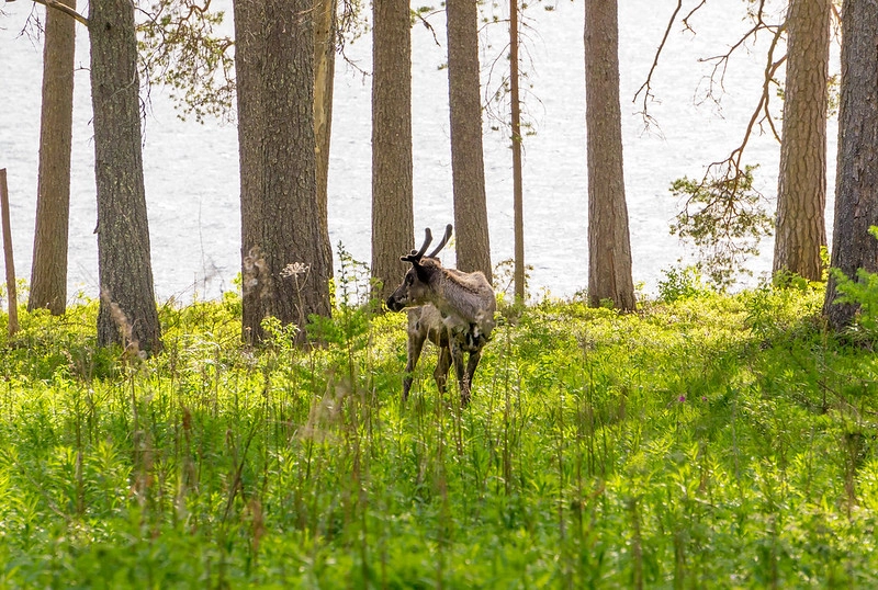 reindeer in finland. Countries With The Easiest Gun Laws