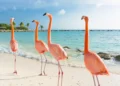 Flamingo walking on the beach. Caribbean Havens