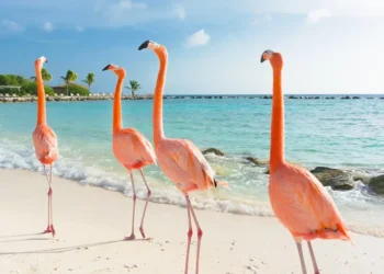 Flamingo walking on the beach. Caribbean Havens