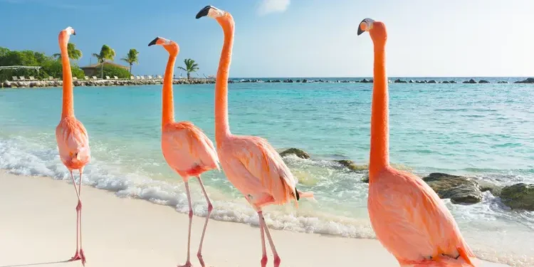 Flamingo walking on the beach. Caribbean Havens