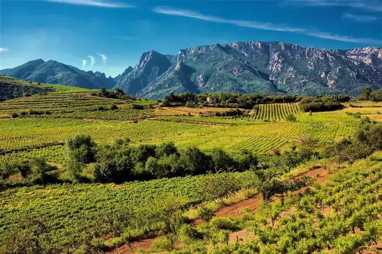 Vineyards and mountains in the Saint Chinian wine region of the Languedoc, south of France. saint chinian