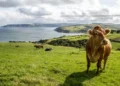 Green hill in Ireland with a close-up of an Irish cow.