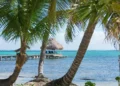 View through the palm trees. Belize