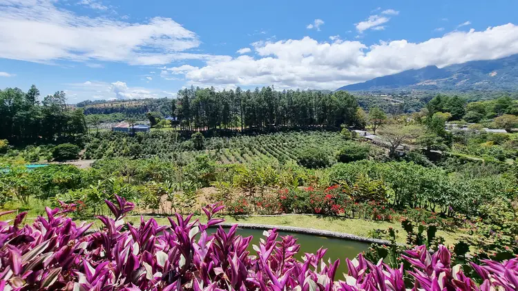 Panama, Boquete, panoramic view of the valley with coffee plantation. low humidity