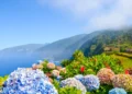 Colorful flowers and beautiful northern coast of Madeira Island, Portugal. Typical Hydrangea, Hortensia flowers. Amazing coastal landscape by Atlantic ocean.