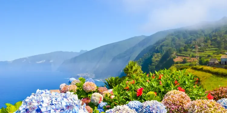 Colorful flowers and beautiful northern coast of Madeira Island, Portugal. Typical Hydrangea, Hortensia flowers. Amazing coastal landscape by Atlantic ocean.