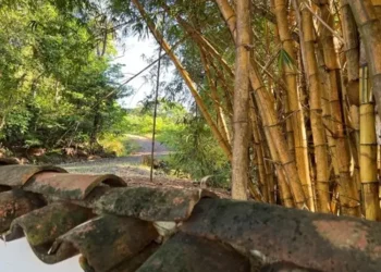 Stand of bamboo in Caminos de Los Islotes, Panama