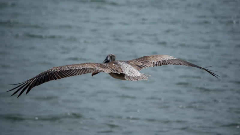 lone pelican flying over the sea. panama mariato