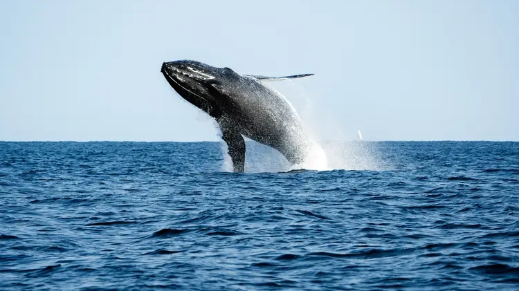 Humpback Whale Migration. travel in panama