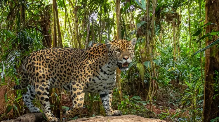 A Jaguar on a Panama Jungle