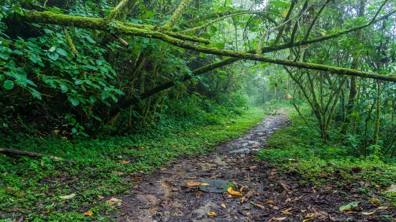 Hiking trail Sendero Los Quetzales in National Park Volcan Baru during rainy season, Panama. tierras altas panama highlands