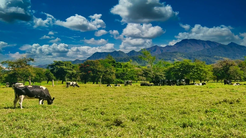 View of mountains and cows in Panama's Highlands. tierras altas