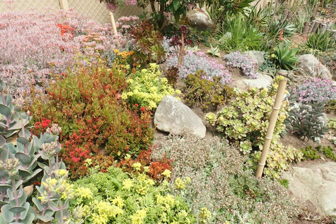 Succulent Garden in Boquete, Panama