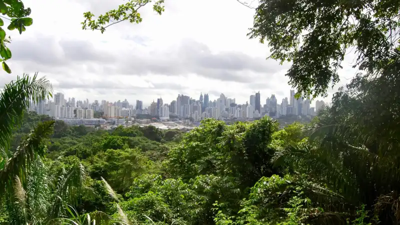 View of Panama City's modern skyline in the distance, framed by lush tropical rainforest in Metropolitan Natural Park under a cloudy sky.
