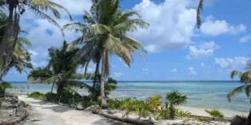 A sandy coastal path lined with palm trees on Ambergris Caye, Belize
