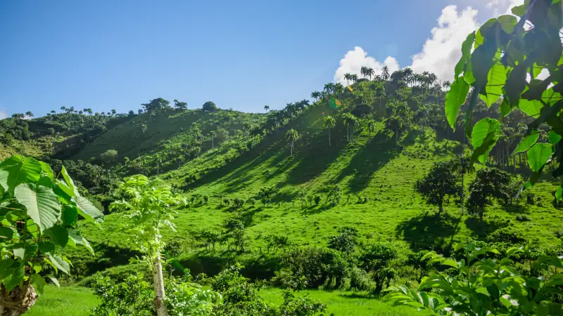 Dominican Republic jungle landscape