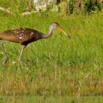 Limpkin