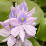 Water Hyacinth