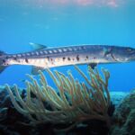 Fish of Belize | Barracuda