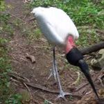 Jabiru Stork