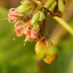 Cashew tree in flower