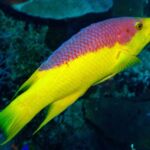 Fish of Belize | Spanish Hogfish