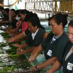 People of Belize | Banana Sorting