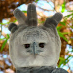 Harpy Eagle