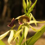 A young black orchid