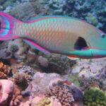 Fish of Belize | Parrotfish