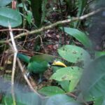 Emerald Toucanet