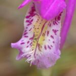 Dragon's Mouth Orchid