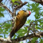 Golden Olive Woodpecker